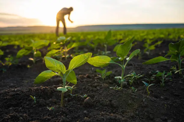 Intérim en Europe agriculture