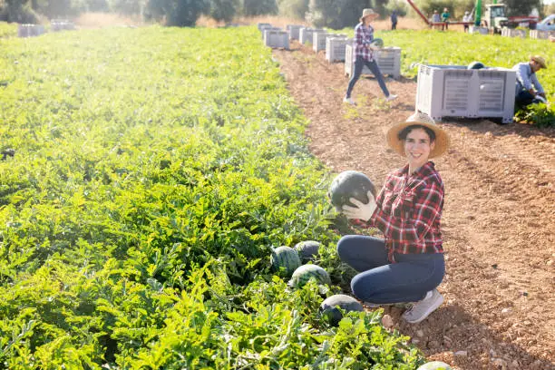 Enjeux de l'Intérim dans le Secteur Agricole en Europe